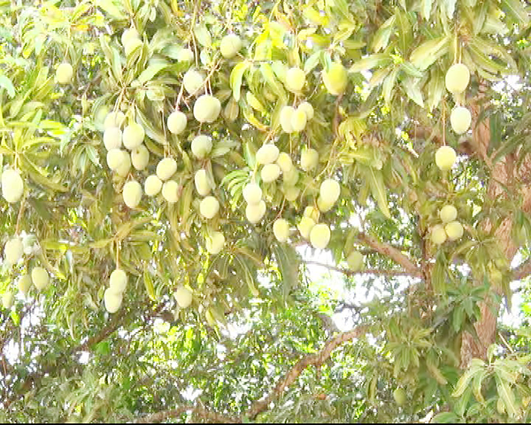 ​ಮಳೆ ಬಂದರೂ, ಬಾರದಿದ್ದರೂ ಮಾವು ಬೆಳೆಗಾರರಿಗೆ ಸಂಕಷ್ಟ